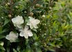 Myrtus