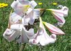 Crinum lineare (3 yr 2025)