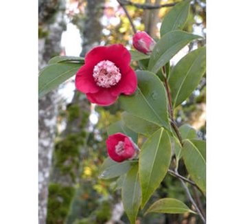 Photo of Camellia japonica 'Bob's Tinsie' by Gossler Farms