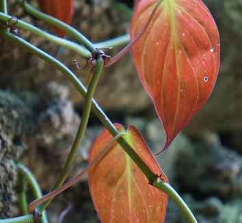 Photo of Philodendron hederaceum foliage by Karl Gercens III