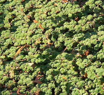 Photo of Rubus rolfei foliage by J.smith