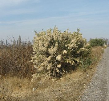 Photo of Baccharis linearis form by Penarc