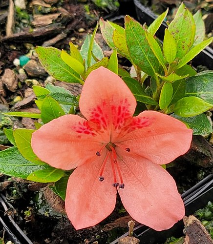 Ron Kuzon Azalea | | plant lust