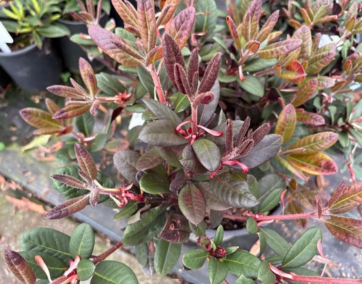 Photo of Rhododendron 'Ever Red' foliage by plant lust