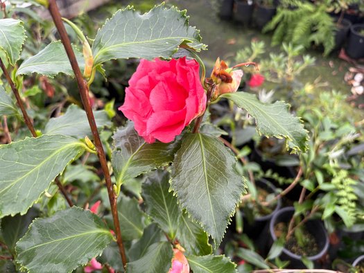Photo of Camellia 'Holly Bright' flower by plant lust