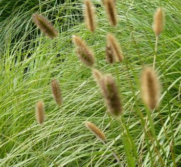 Photo of Pennisetum massaicum flower by Hans Mesker