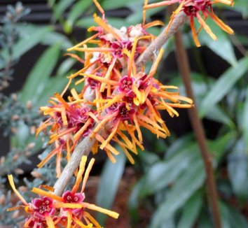 Photo of Hamamelis mollis 'Early Bright' flower by Danger Garden