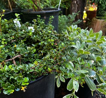 Photo of Lonicera crassifolia foliage by plant lust