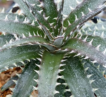 Silver Dyckia - Agaveville