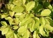 Ulmus