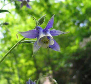 Photo of Aquilegia pyrenaica ssp. discolor flower by Juan José Sánchez