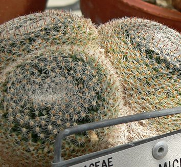 Photo of Mammillaria formosa subsp. microthele close-up, form by Stan Shebs