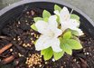 Panda Azalea