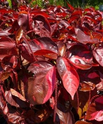 Acalypha wilkesiana ‘Louisiana Red’ | Louisiana Red Copper Plant