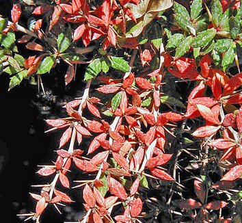 Photo of Berberis x frikartii 'Amstelveen' foliage by Forestfarm