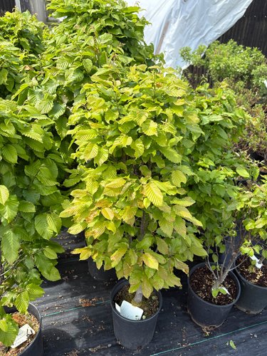 Photo of Carpinus betulus 'Columnaris Nana' foliage by plant lust