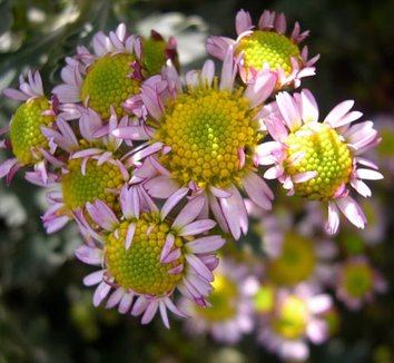 Photo of Dendranthema pacificum 'Pink Ice' flower by Cistus Nursery