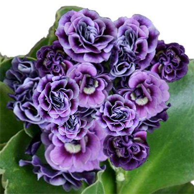 Photo of Primula auricula 'Reni' flowers by Phoenix Perennials and Specialty Plants Ltd.