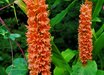 Hedychium densiflorum 'Assam Orange'