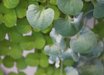 Dichondra