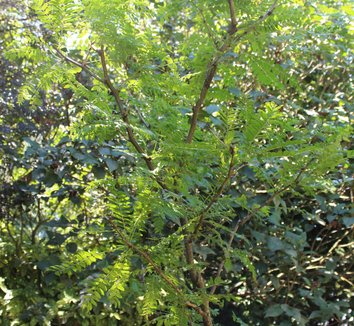 Photo of Gleditsia triacanthos f. inermis 'Sunburst' PP#1313 container plant by Anna Kullgren