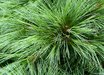 Pinus x schwerinii 'Wiethorst'