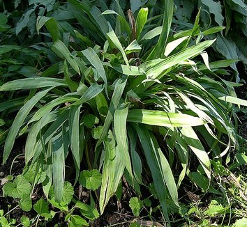 Photo of Carex platyphylla foliage, habit by Jay Sturner