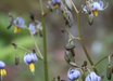 Dianella