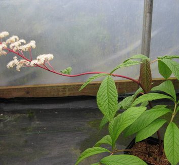 Photo of Rodgersia sp. aff. pinnata flower, foliage by Far Reaches Farm