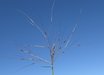 Austrostipa