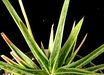 xGasteraloe