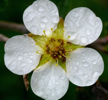 Photo of Dasiphora davurica close-up, flower by J.G. in SF