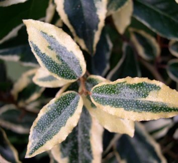 Photo of Elaeagnus pungens 'Hosoba-fukurin' foliage by Cistus Nursery
