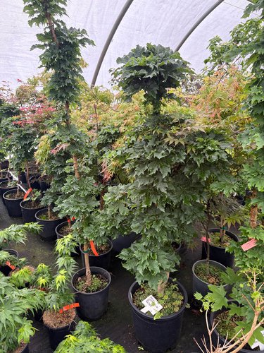 Photo of Acer platanoides 'Rezek' foliage by plant lust
