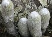 Espostoa