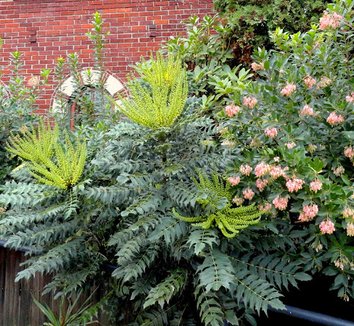 Pianta Artificiale Mahonia Fortunei 1,8 M | Finto Albero Per Interni Con Foglie Simili Ad Agrifoglio | Decorazione Verde Per Casa, Ufficio, Soggiorno, Patio | Zero Manutenzione