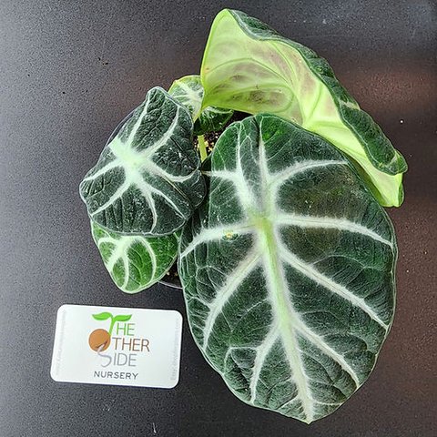 Alocasia 'Ninja' | Ninja Jewel Alocasia | plant lust