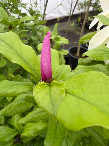 Photo of Magnolia 'Orchid' bud by plant lust