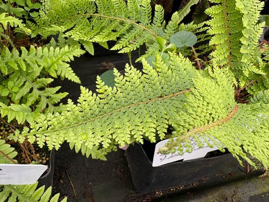 Photo of Polystichum setiferum 'Herrenhausen' foliage by plant lust