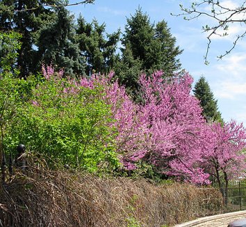 Photo of Cercis canadensis flower by Panayoti Kelaidis