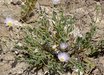 Xylorhiza