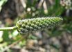 Dalea