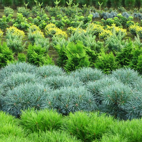 Conifer Kingdom plant lust