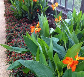 Photo of Sangria Ornamental Pepper landscape by Karl Gercens III