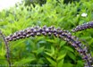Actaea