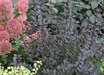 Physocarpus
