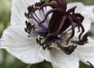 Nigella