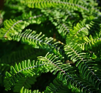 Photo of Adiantum aleuticum var. subpumilum foliage by Karl Gercens III