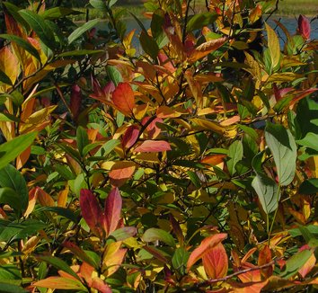 Photo of Itea virginica Scarlet Beauty™ foliage by Karl Gercens III
