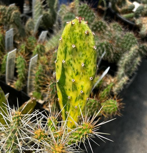 Nala ナラ　Cactus all in one Nala Cactus all-in-one